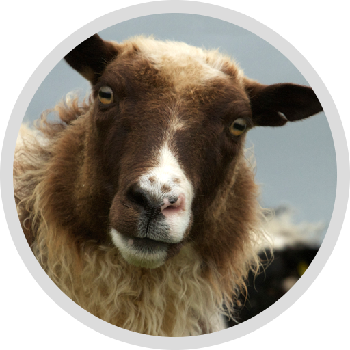 Javascript Foundations