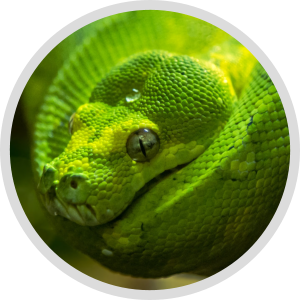 Python 3 Foundations  & Certification Package